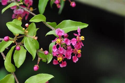 西印度櫻桃風水