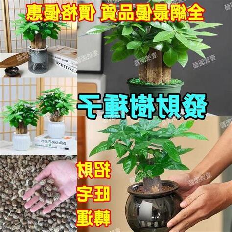 發財樹種子