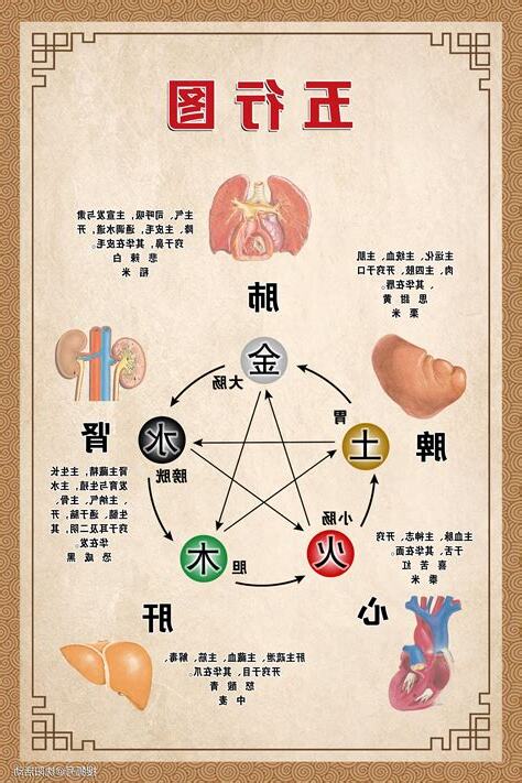 五藏六腑