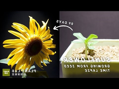 夜間開花植物