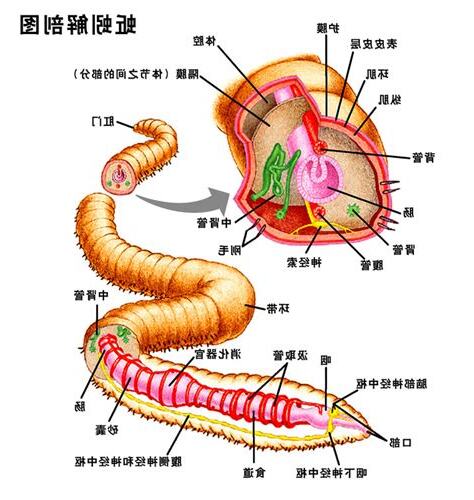 蚯蚓的身體部位