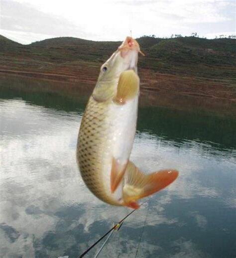 釣魚影響運勢