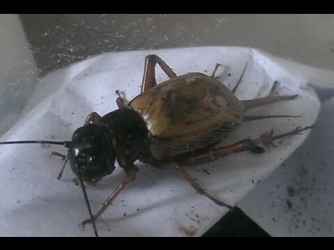 蟋蟀徵兆