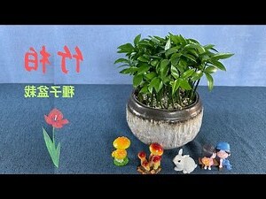 日本竹柏風水