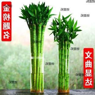 文昌竹數量
