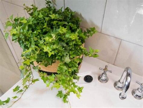 適合放浴室的植物