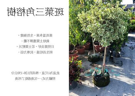 斑葉三角榕繁殖