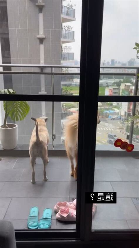 狗養在陽台