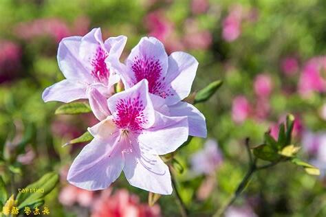 杜鵑花