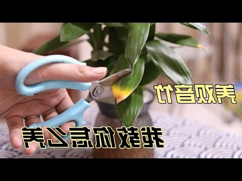 觀音竹數量