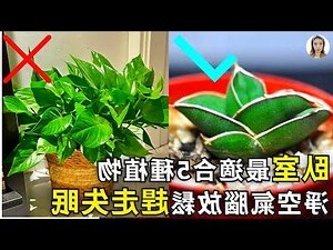 適合放在臥室的植物