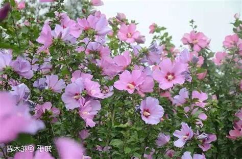 木槿和扶桑的區別