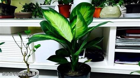 萬年青風水擺放