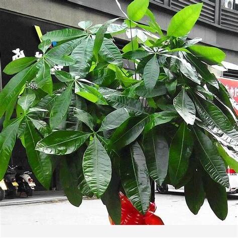 發財樹的花