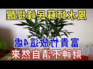 竹子的風水