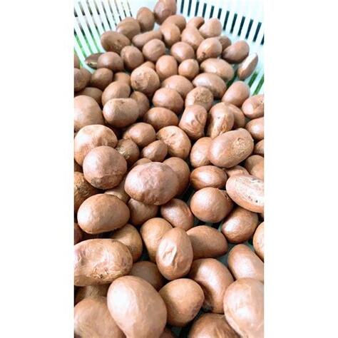 福樹果實