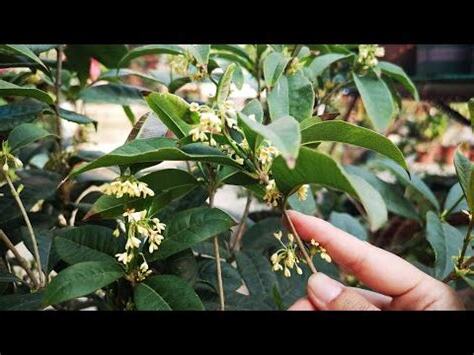 桂花種植土壤