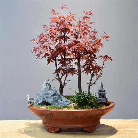 枫树风水