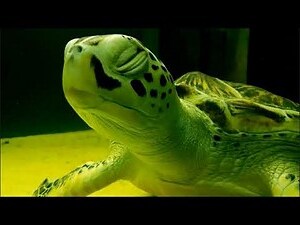 烏龜壽命