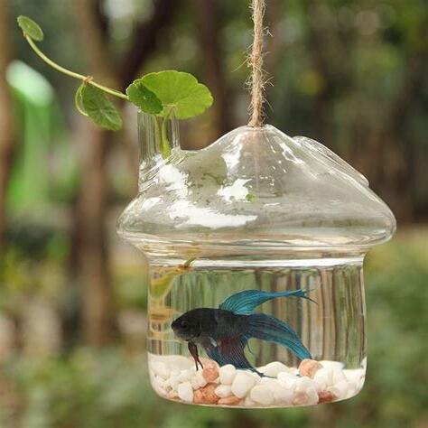 在家養魚