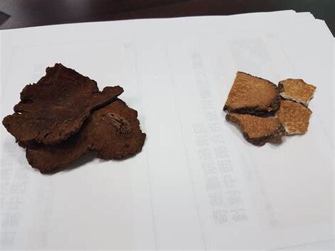 黃藥子何首烏