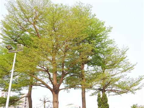 小葉欖仁樹花語
