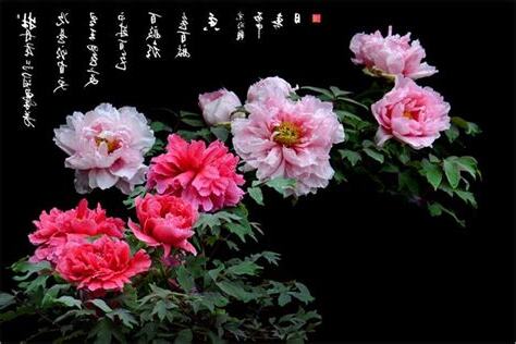 牡丹會
