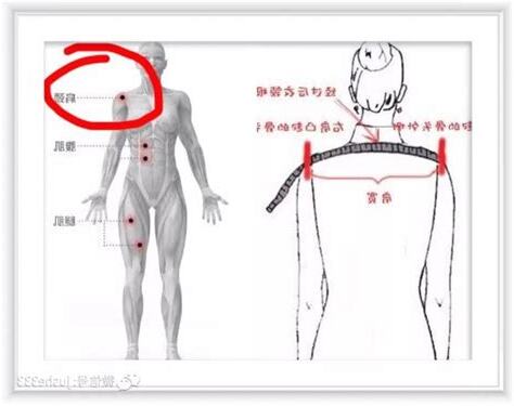 肩寬