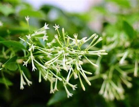 夜來香是什麼花