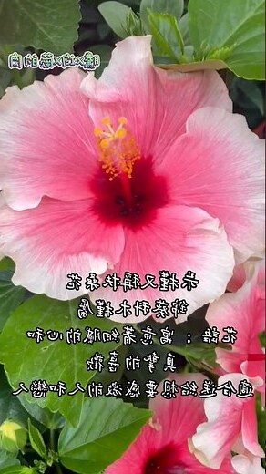 麒麟花花語