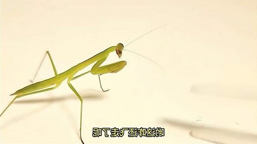 螳螂出現在家裡