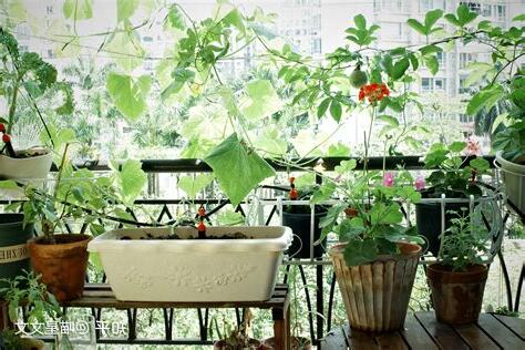 阳台适合种什么植物