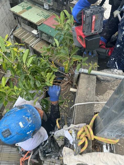 外牆除樹
