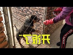 家裡養兩隻狗風水