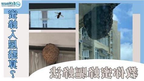 蜜蜂入屋寓意