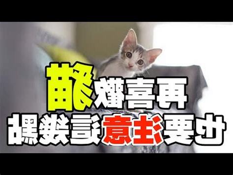 養貓風水