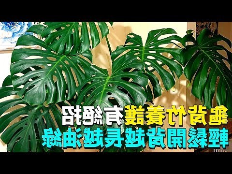 背竹