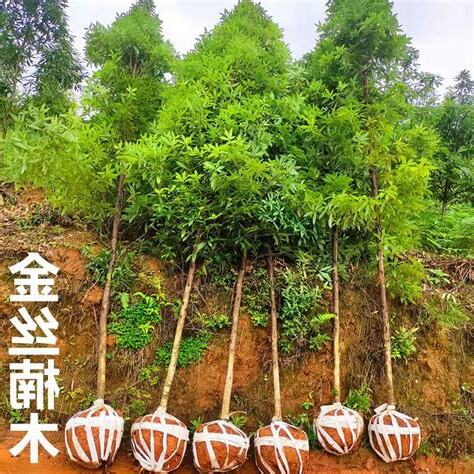 金丝楠树