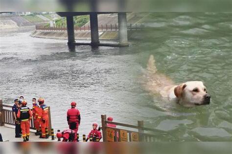 死狗放水流