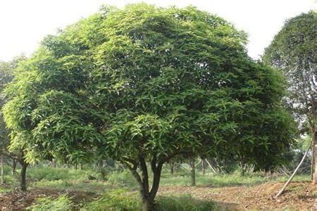 桂花樹風水