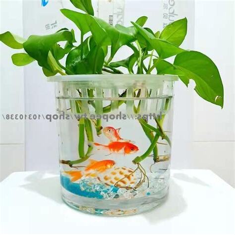 客廳養魚