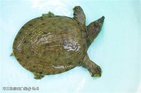 王八是烏龜還是鱉