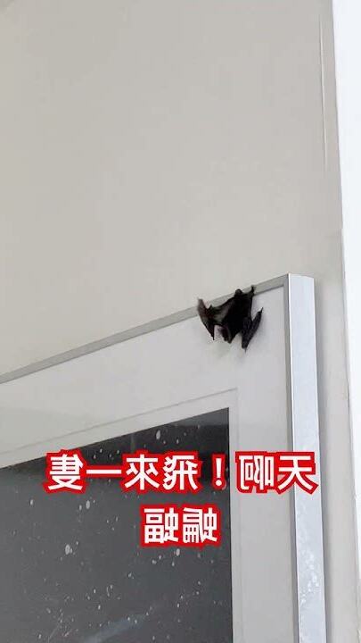 蝙蝠飛來家裡