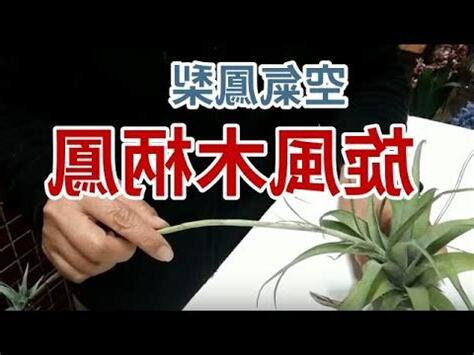 旋風木柄鳳開花