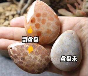 珊瑚玉禁忌