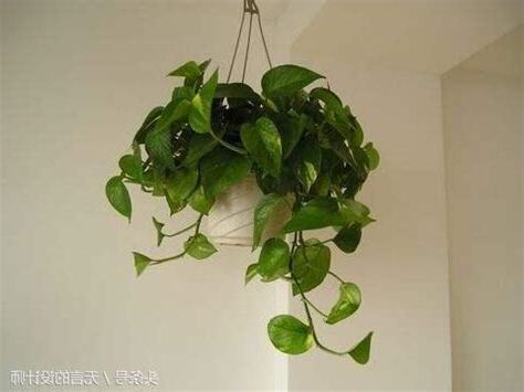 玄關放什麼植物