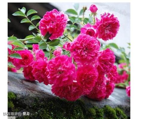 會香的花樹