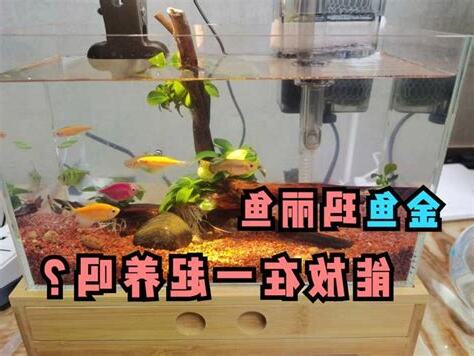 瑪麗魚混養