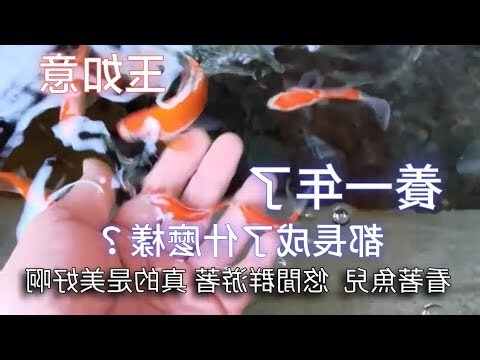 玉如意魚