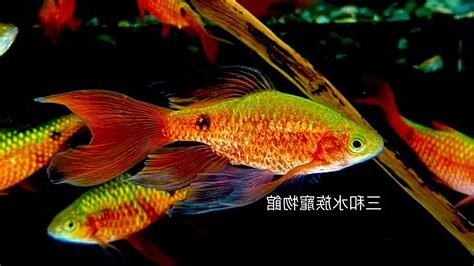 玫瑰鯽兇
